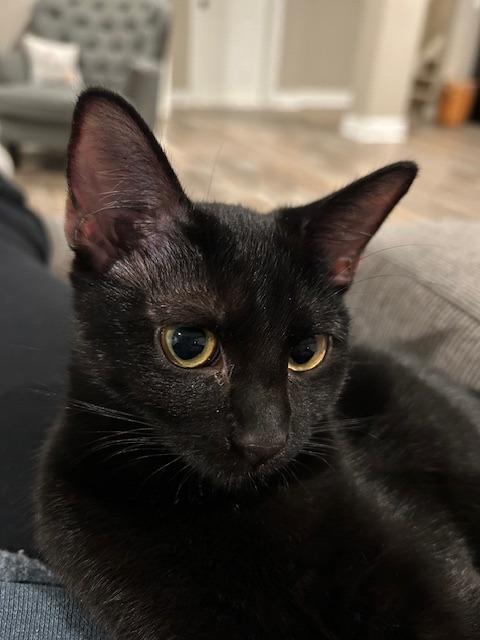 Allie25, a Adoptable mixed breed in Youngsville, NC image 3/4