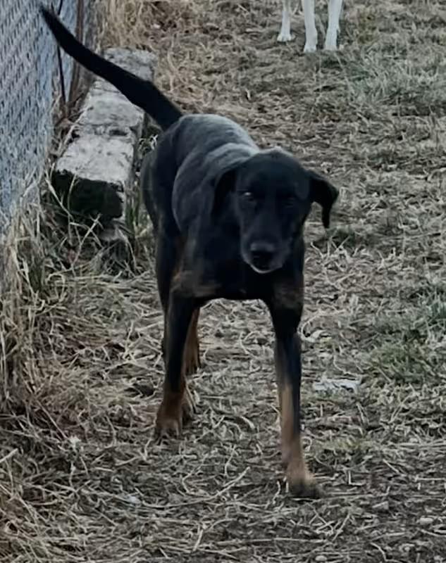 Whitley, ADOPTABLE, Senior Male German Shepherd Dog.