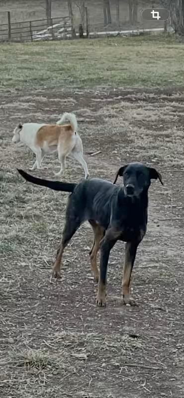 Enlarge Whitley, a ADOPTABLE German Shepherd Dog in Monterey, VA image 2/2