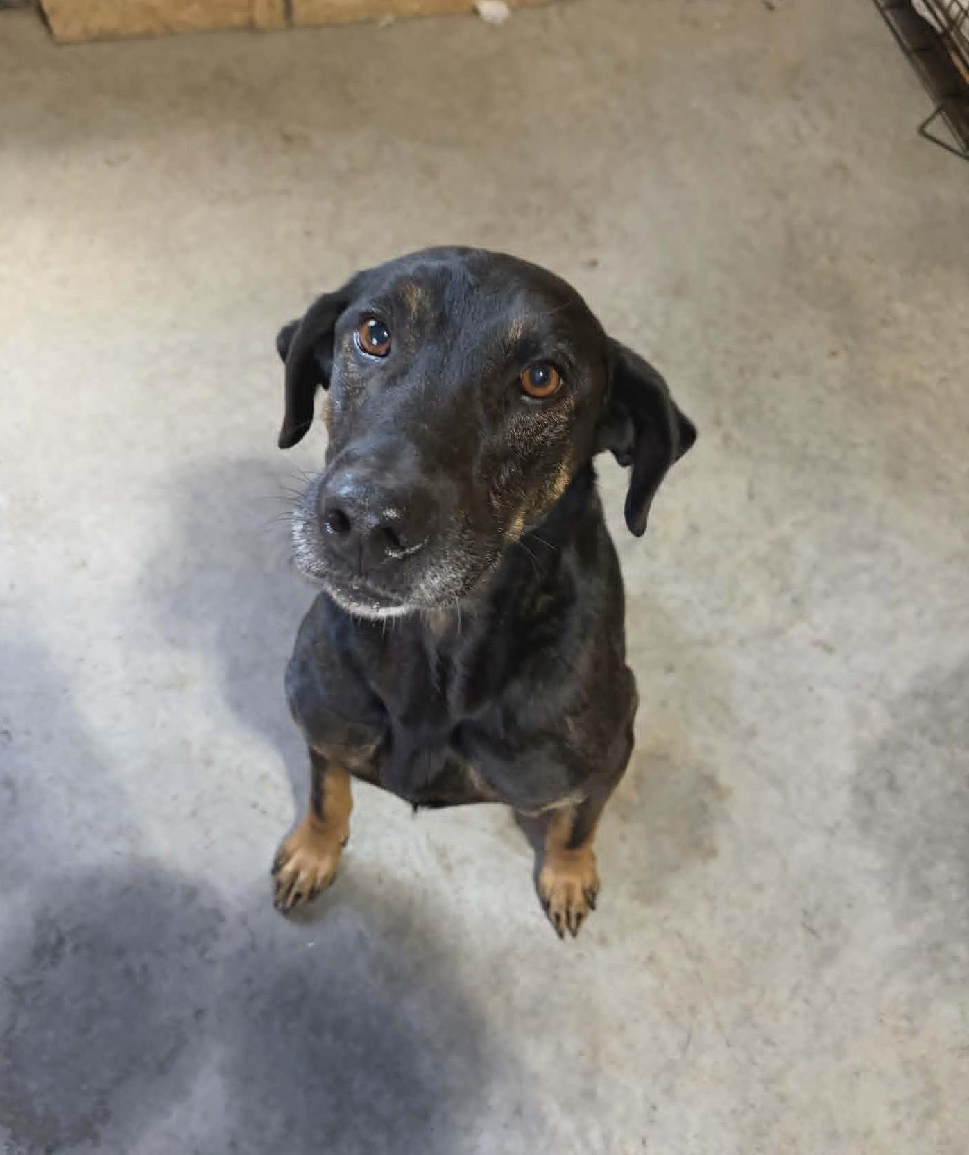 Enlarge Whitley, a ADOPTABLE German Shepherd Dog in Monterey, VA image 1/3