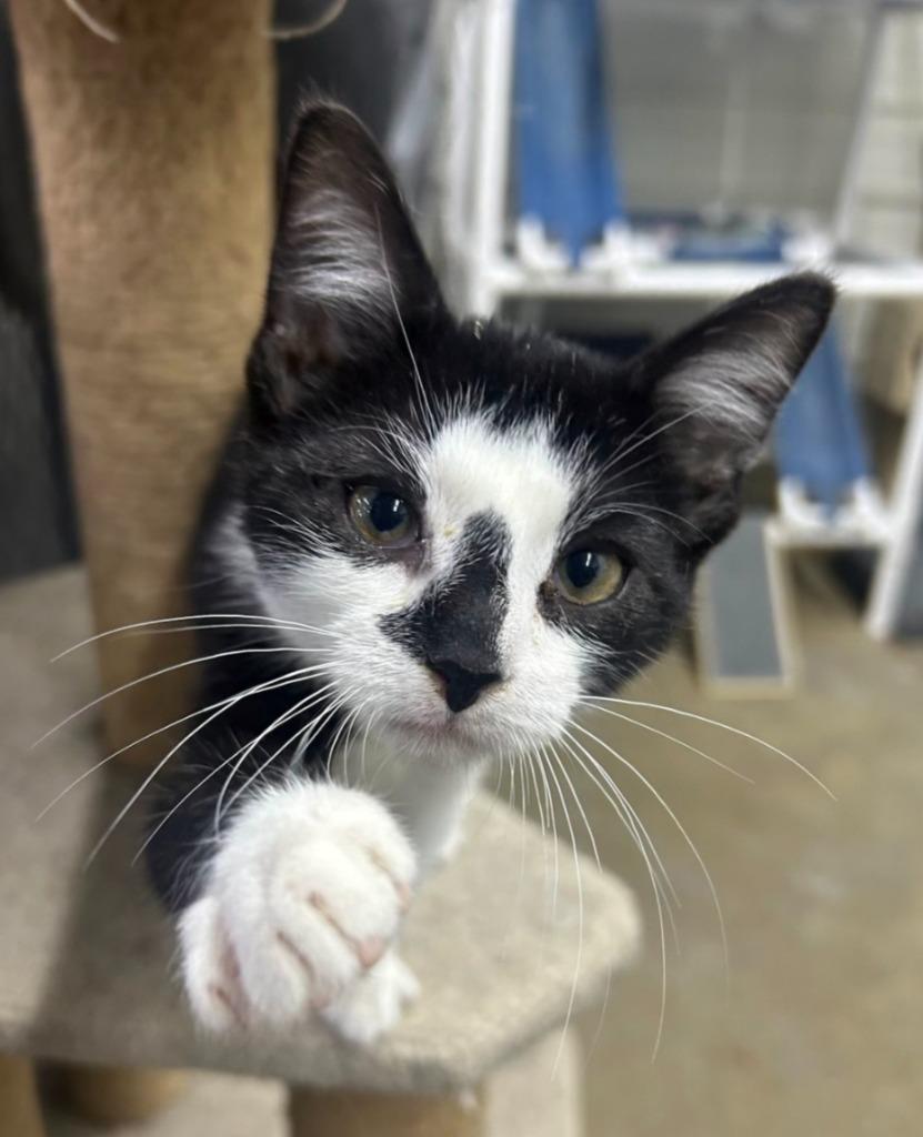 Enlarge Bert, a Adoptable mixed breed in Lagrange, IN image 1/1