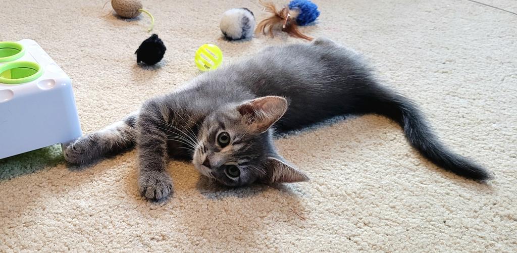 Paulie, Adopted, Kitten Female Domestic Short Hair.