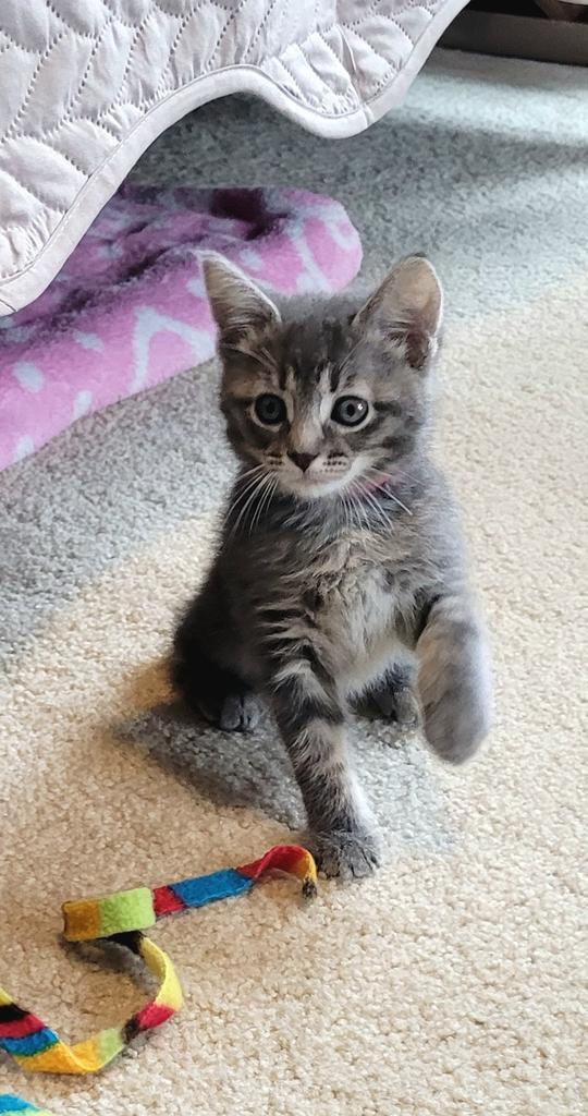 Enlarge Paulie, a Adopted mixed breed in Saint Paul, MN image 2/4