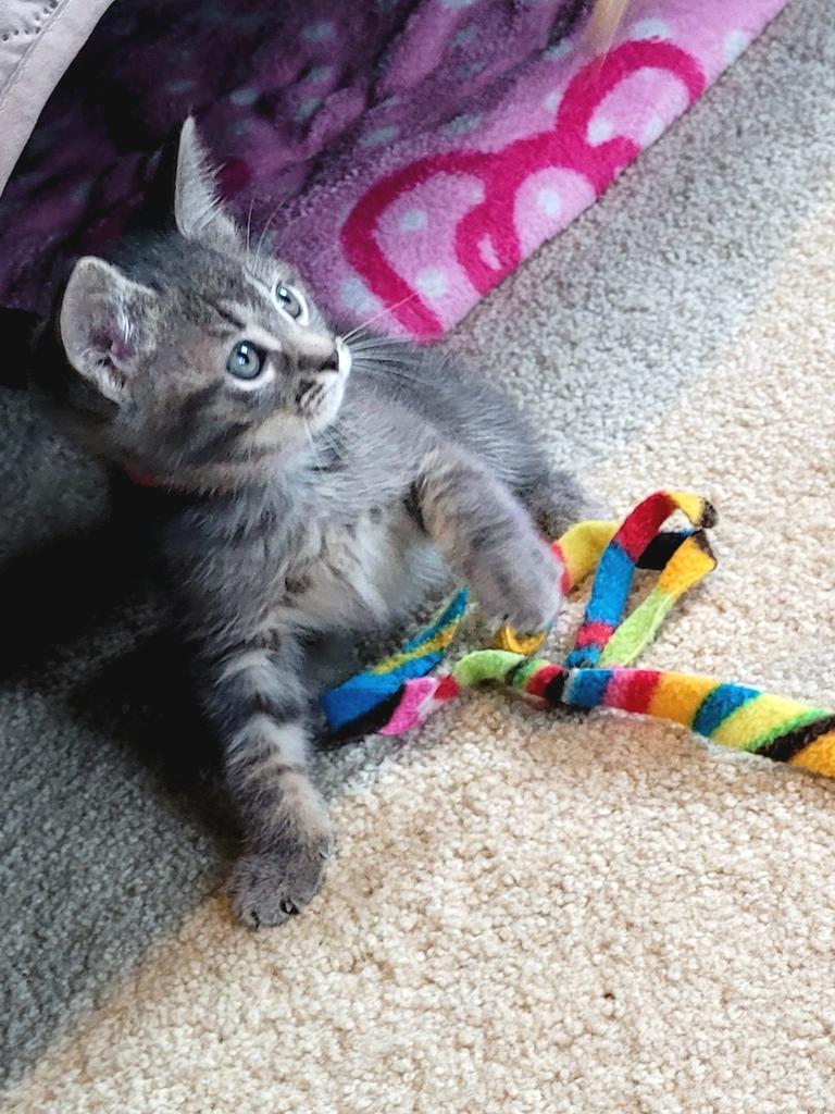 Enlarge Paulie, a Adopted mixed breed in Saint Paul, MN image 3/4