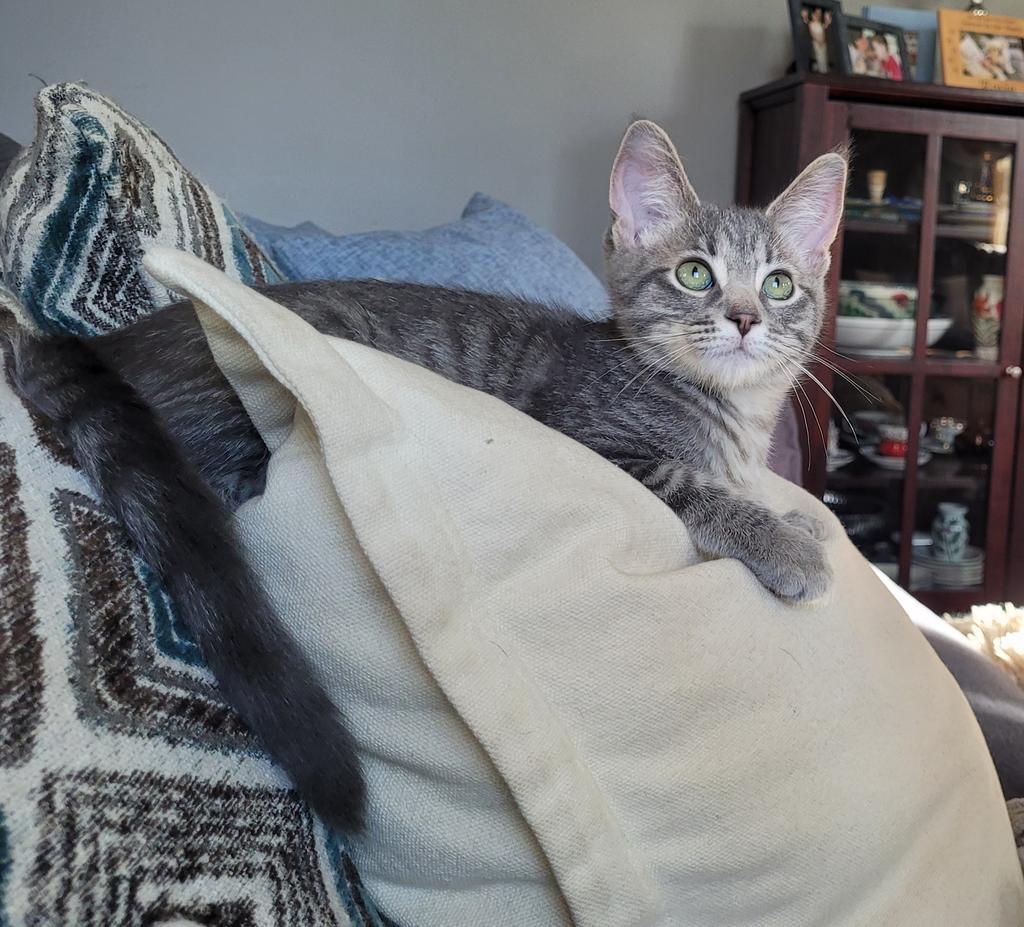 Enlarge Paulie, a Adopted mixed breed in Saint Paul, MN image 4/4