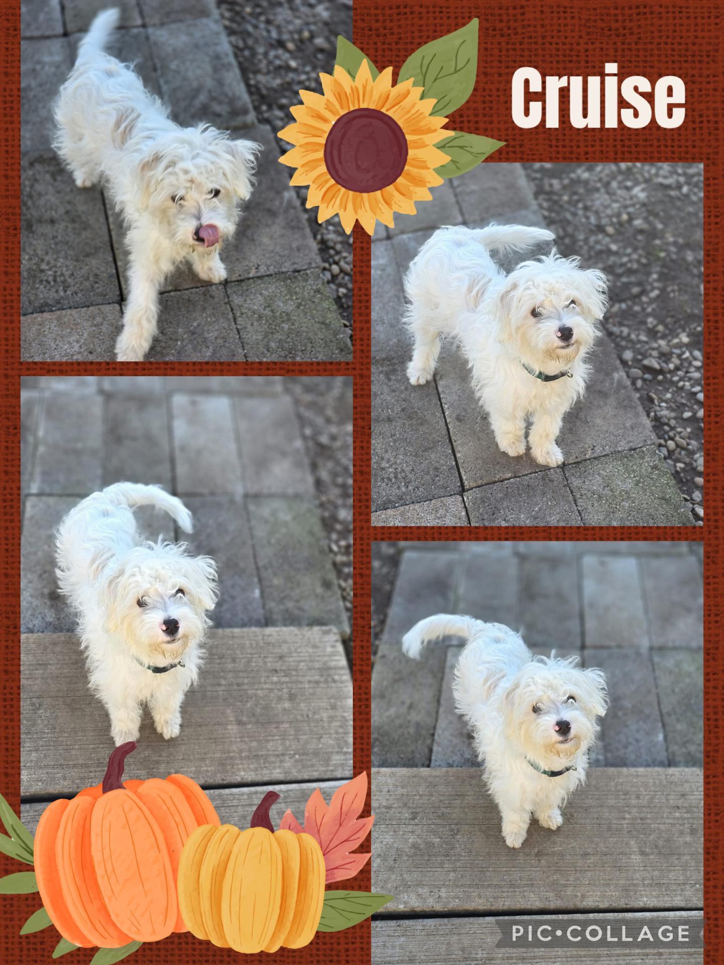 Cruise, Adoptable, Young Male Poodle & Terrier.