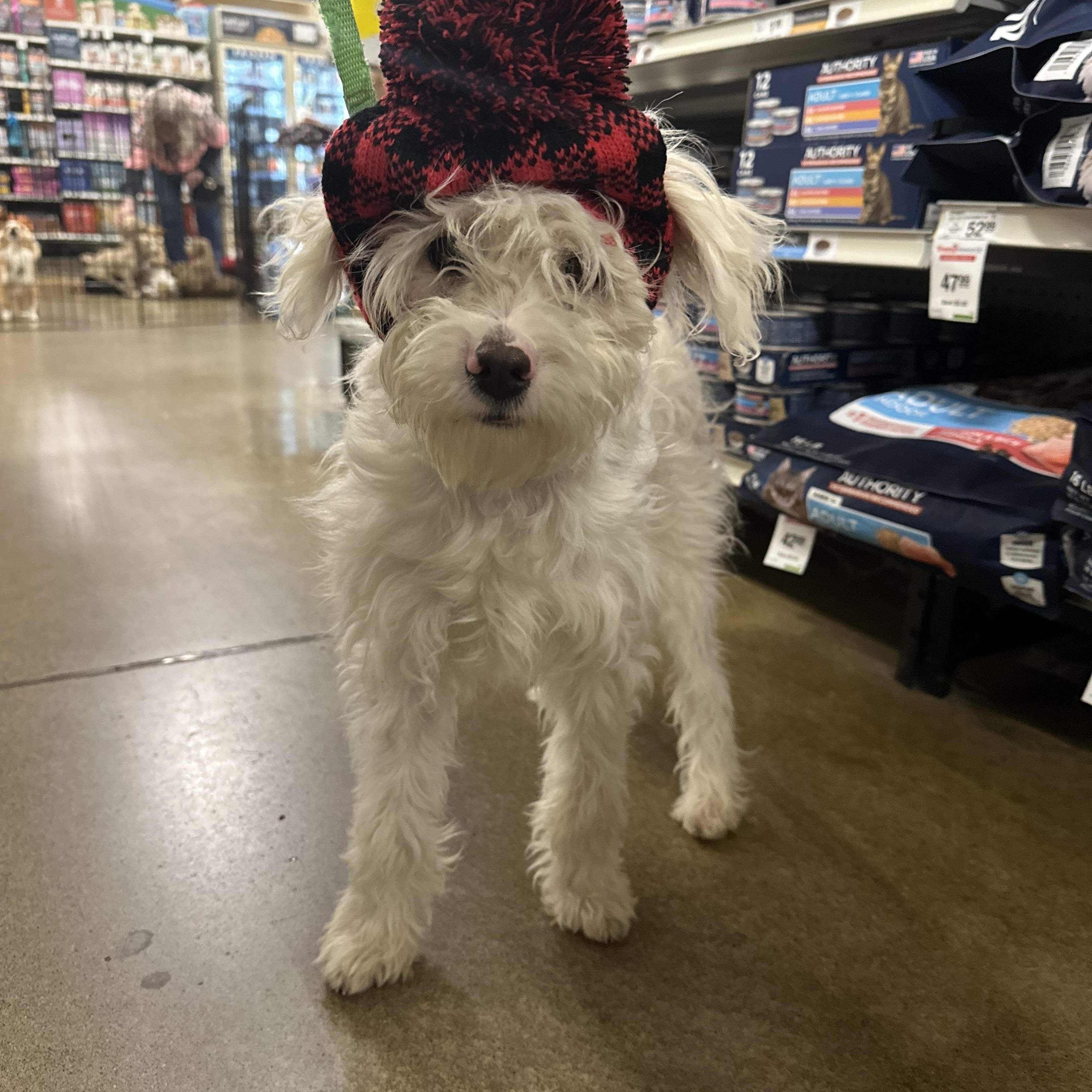 Enlarge Cruise, an adopted mixed breed in Eugene, OR image 1/5