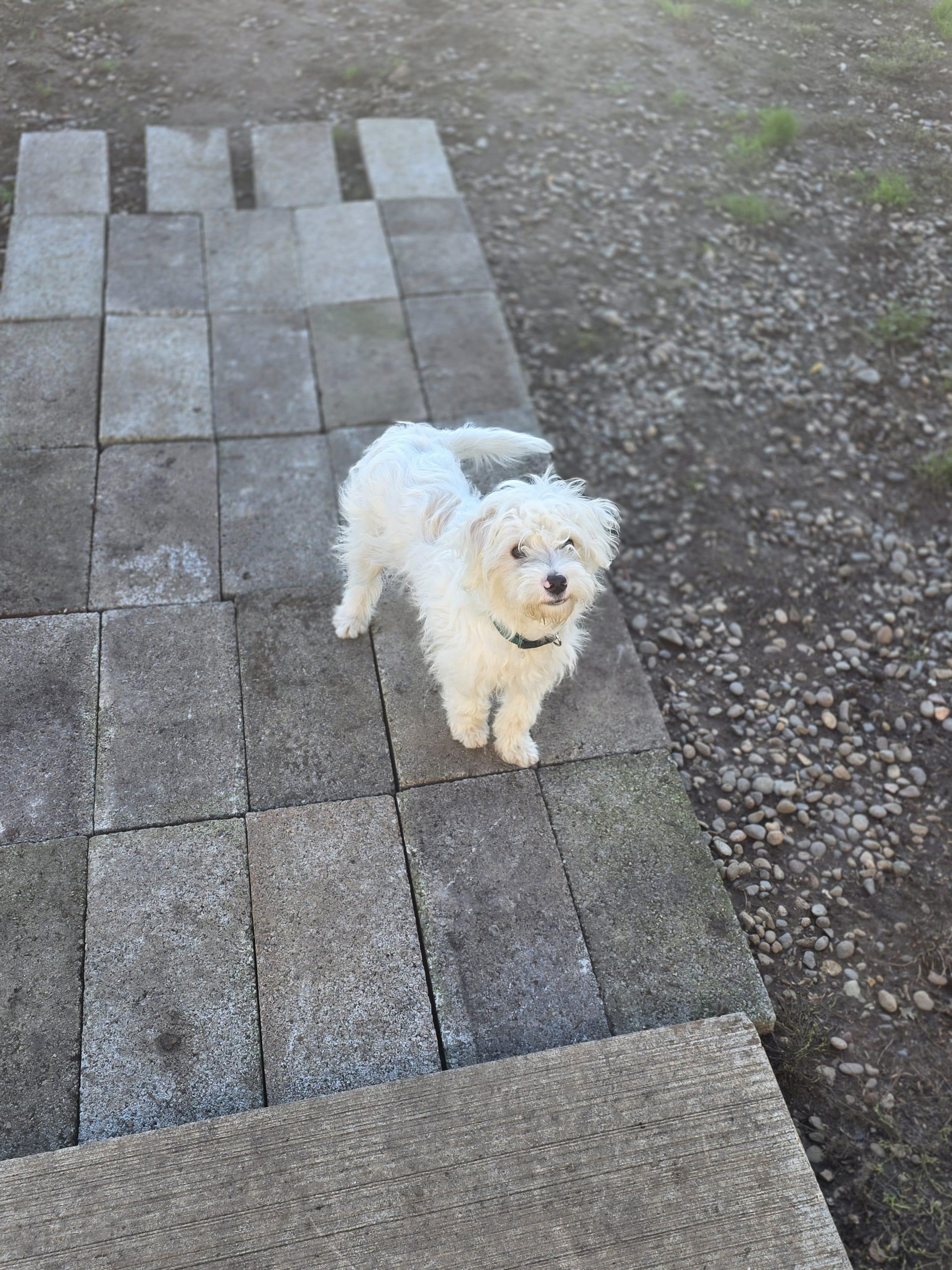 Cruise, a Adoptable mixed breed in Eugene, OR image 6/6