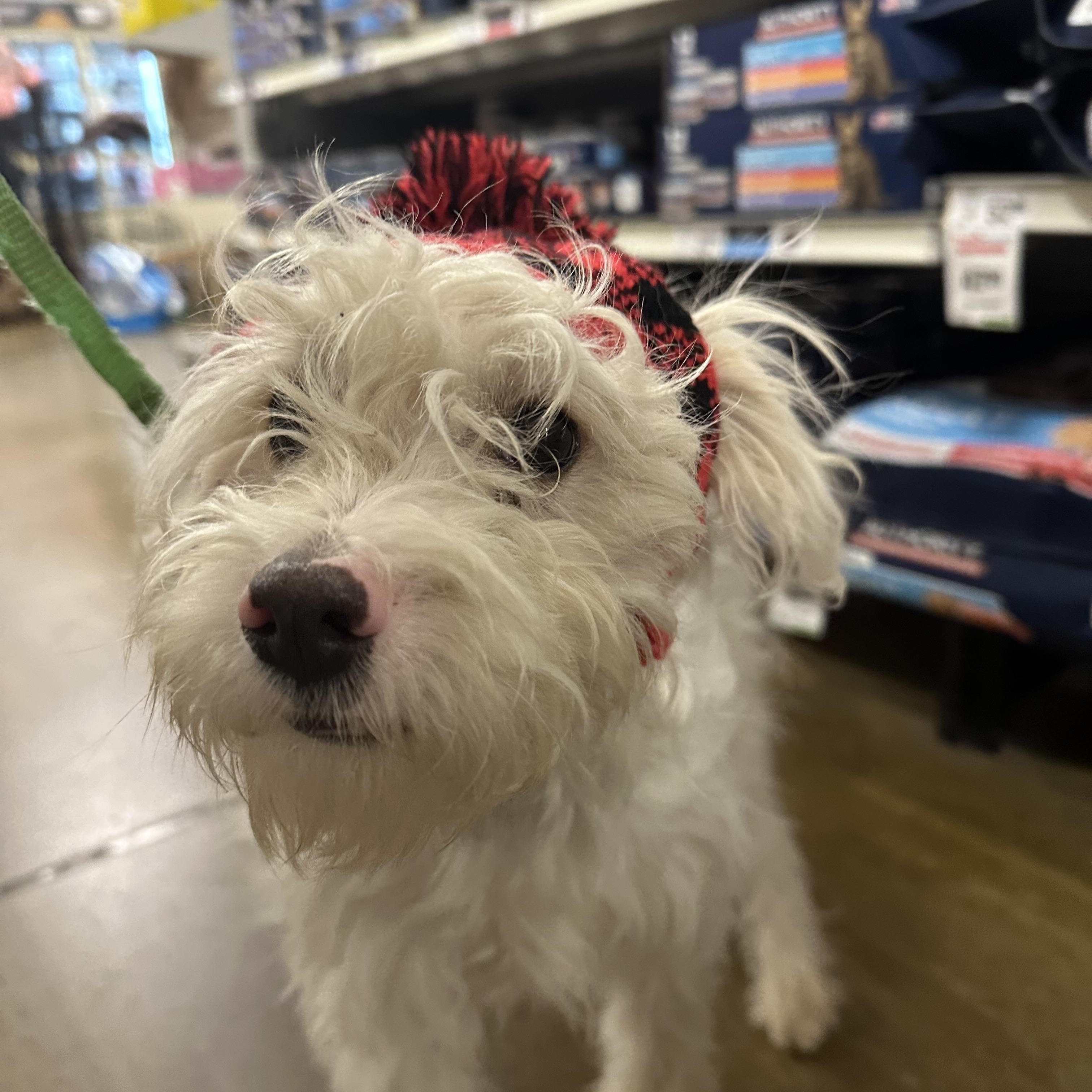 Enlarge Cruise, an adopted mixed breed in Eugene, OR image 3/5