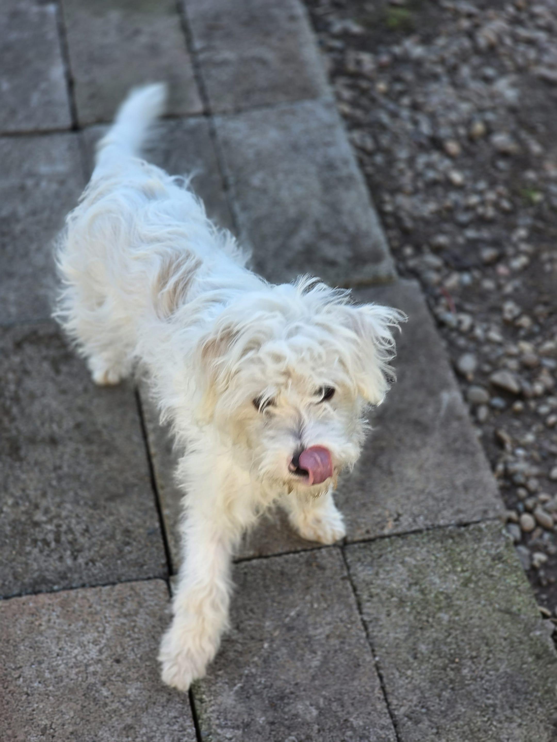 Cruise, a Adoptable mixed breed in Eugene, OR image 4/6