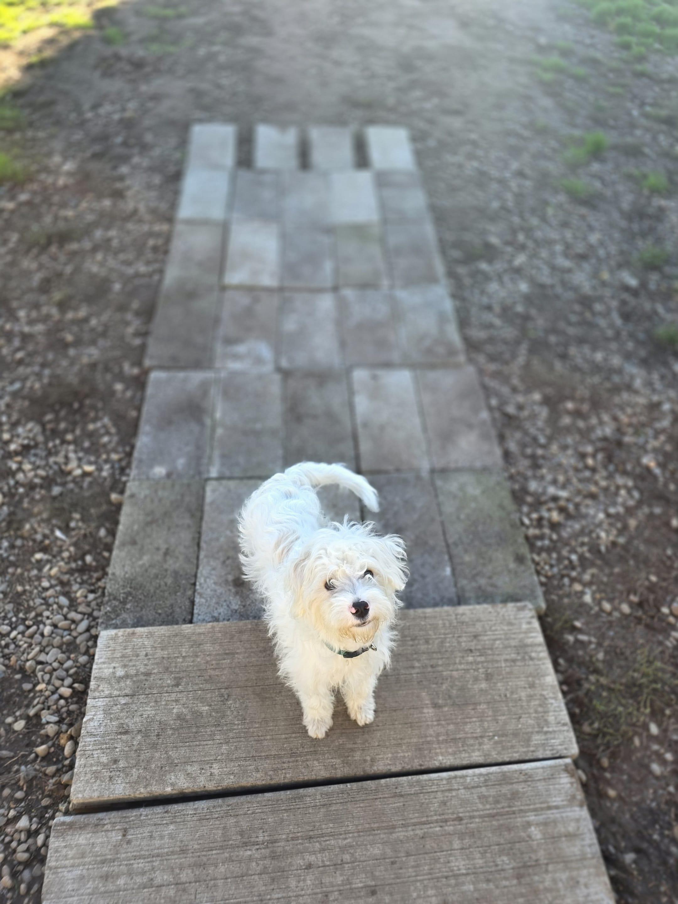 Cruise, a Adoptable mixed breed in Eugene, OR image 5/6