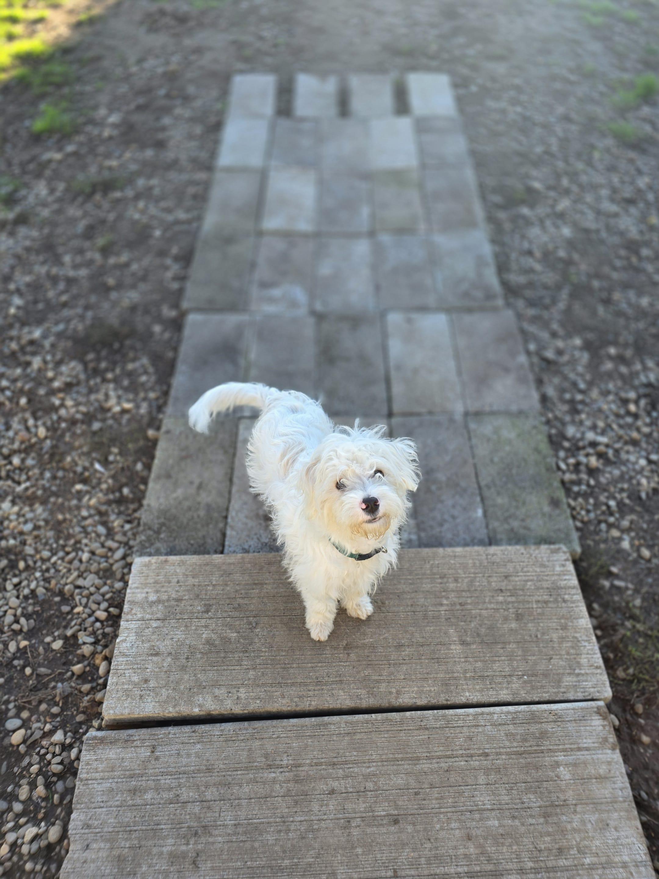 Cruise, Adoptable, Young Male Poodle & Terrier.
