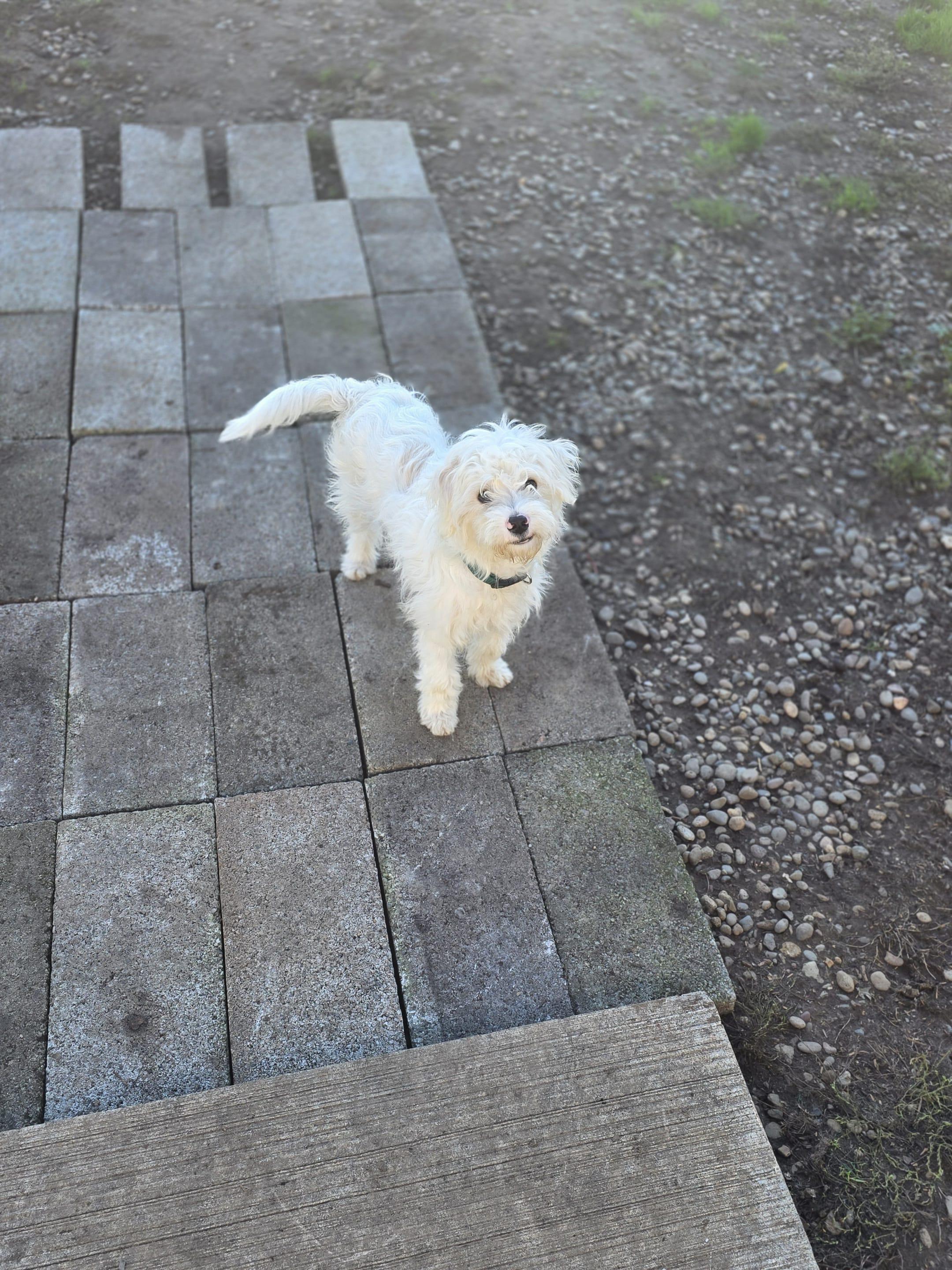 Cruise, a Adoptable mixed breed in Eugene, OR image 3/6