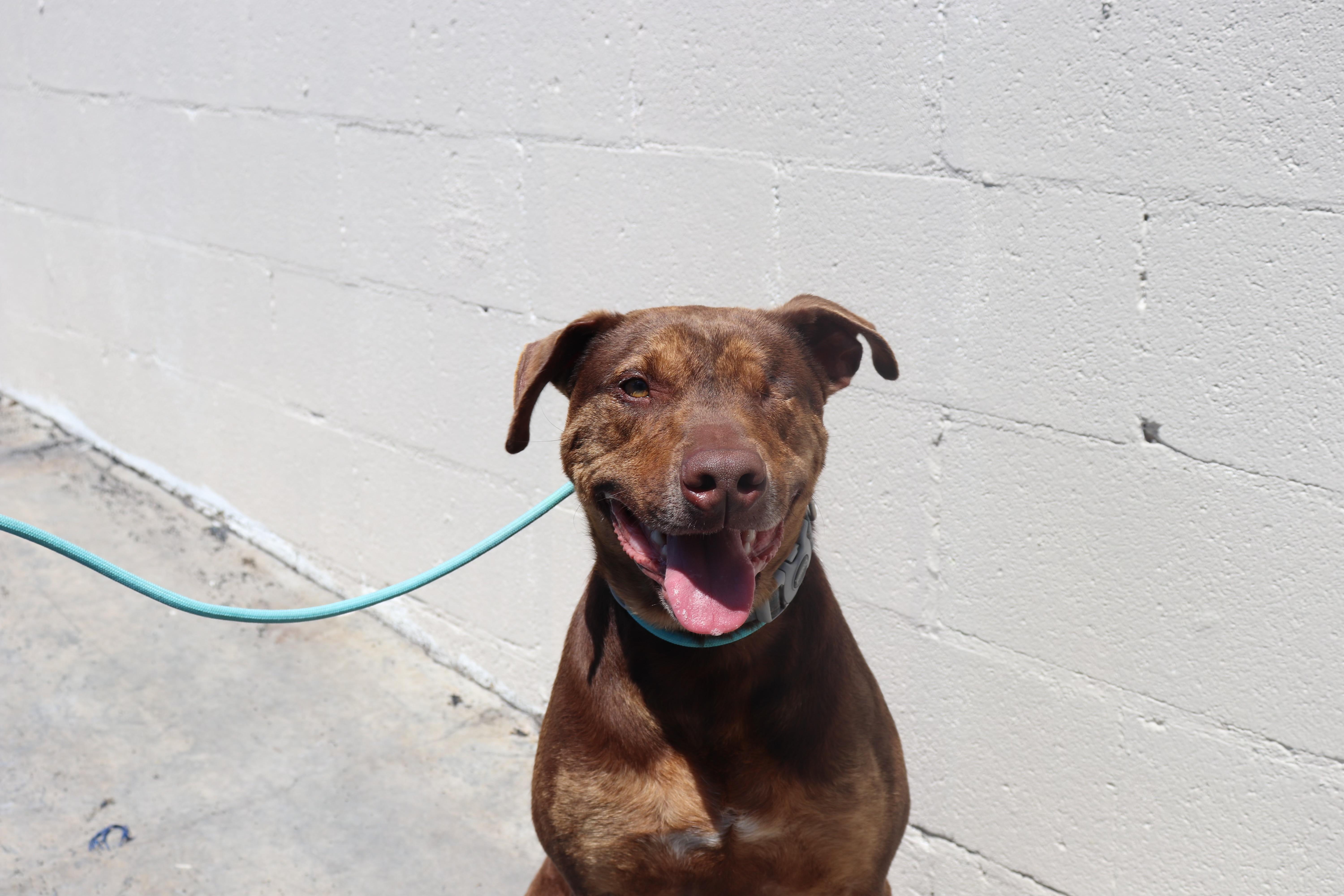 Enlarge Reece [Courtesy Post], a Adoptable Pit Bull Terrier in San Diego, CA image 1/5