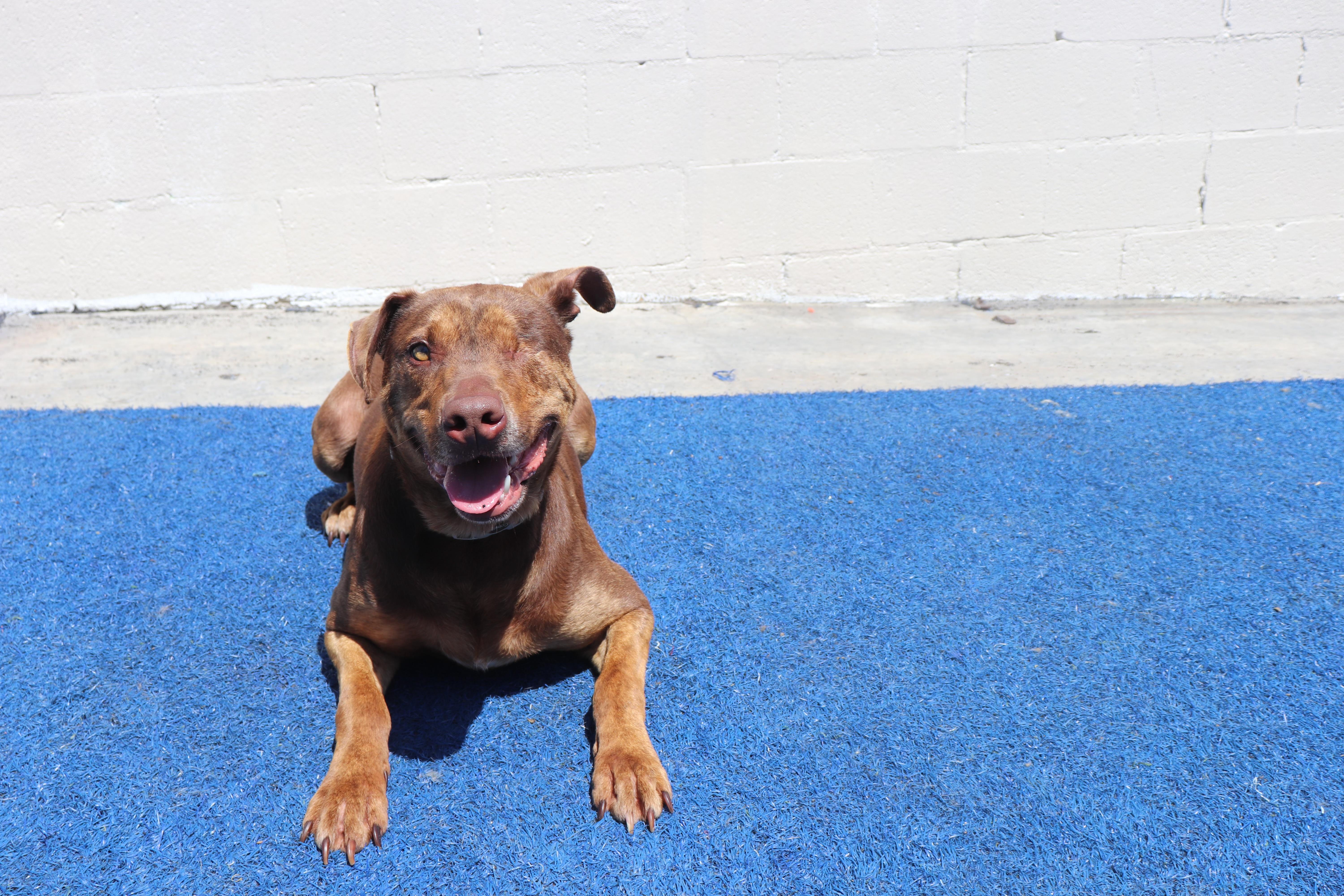 Enlarge Reece [Courtesy Post], a Adoptable Pit Bull Terrier in San Diego, CA image 2/5