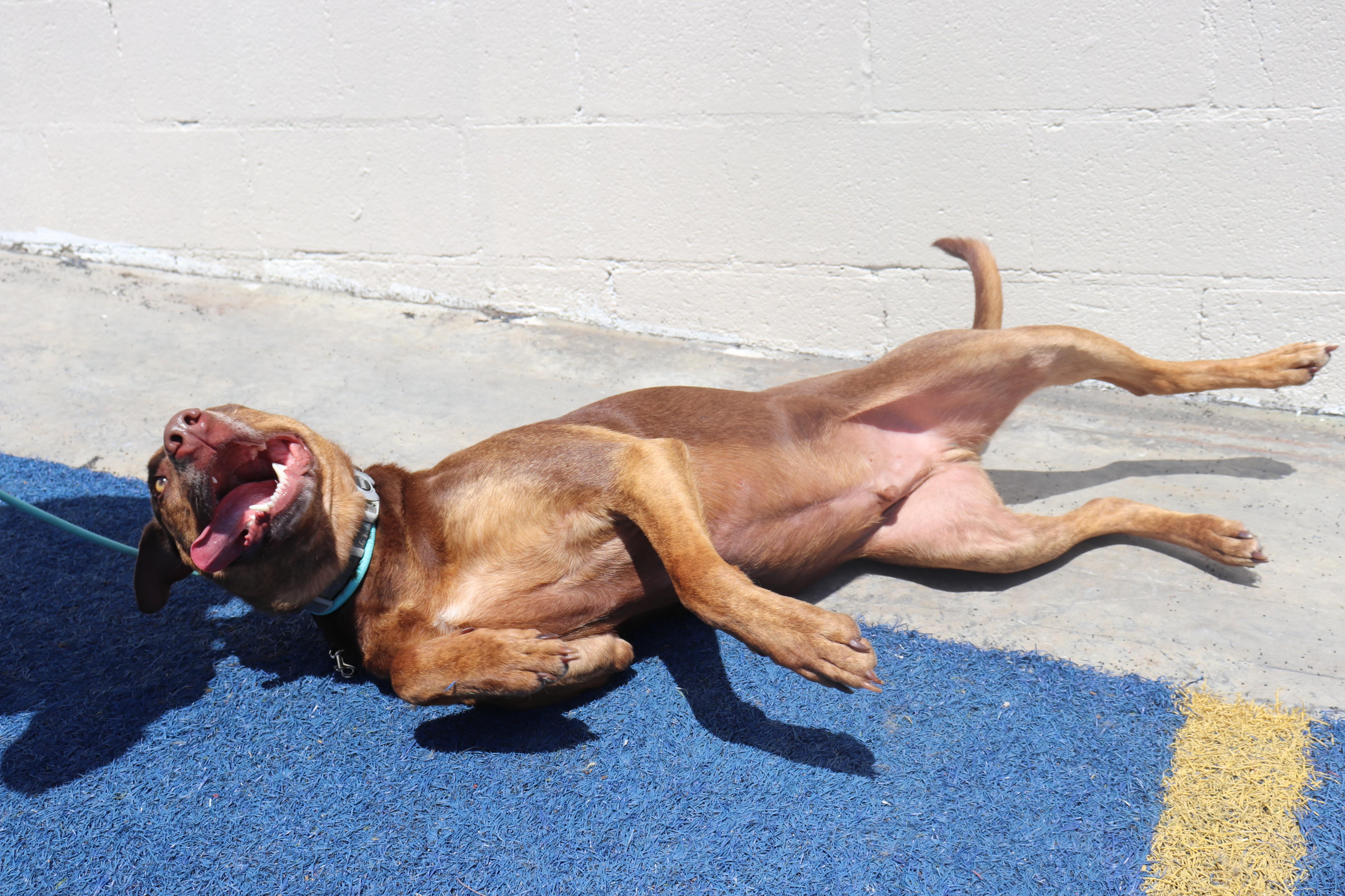 Enlarge Reece [Courtesy Post], a Adoptable Pit Bull Terrier in San Diego, CA image 3/5