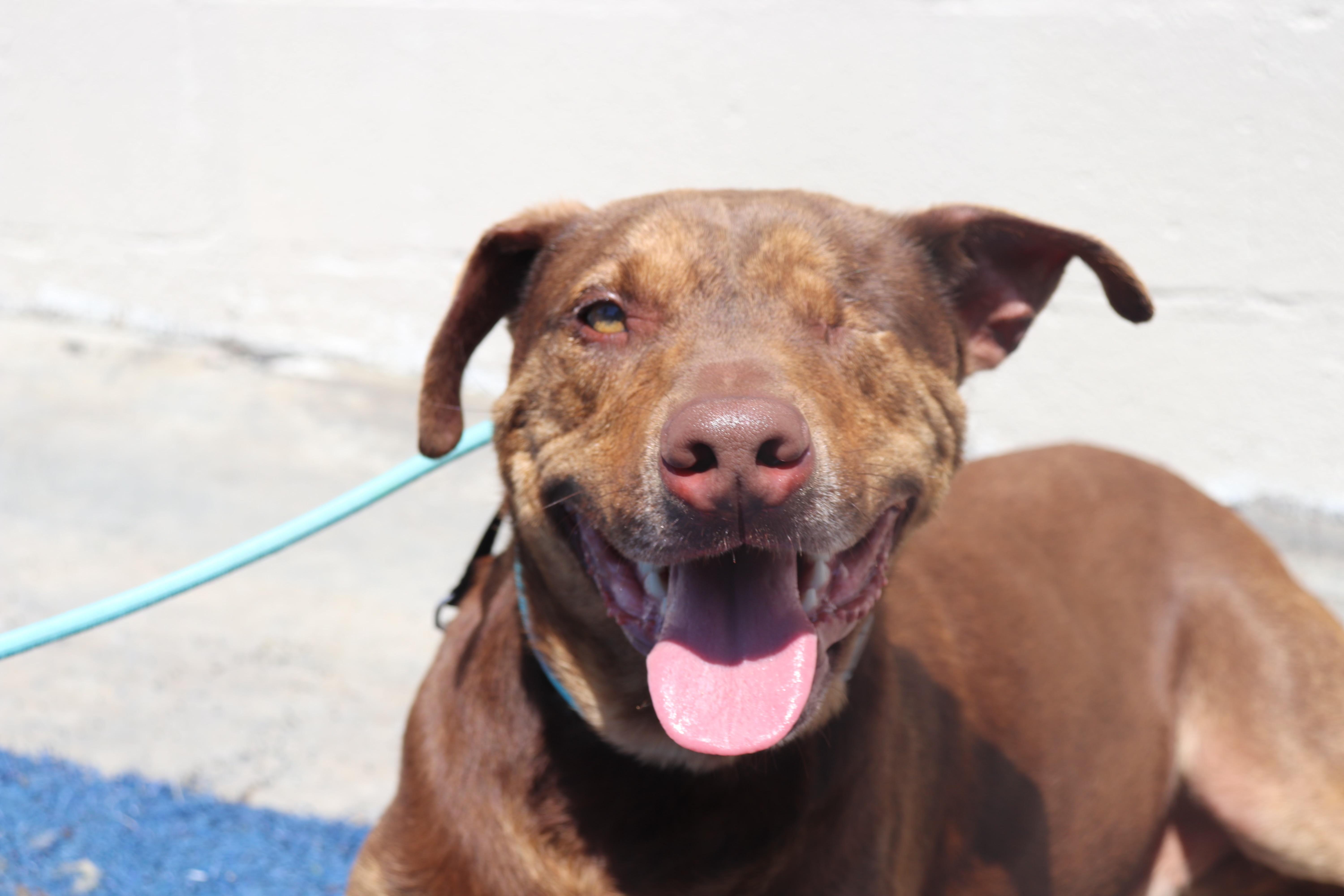 Enlarge Reece [Courtesy Post], a Adoptable Pit Bull Terrier in San Diego, CA image 4/5