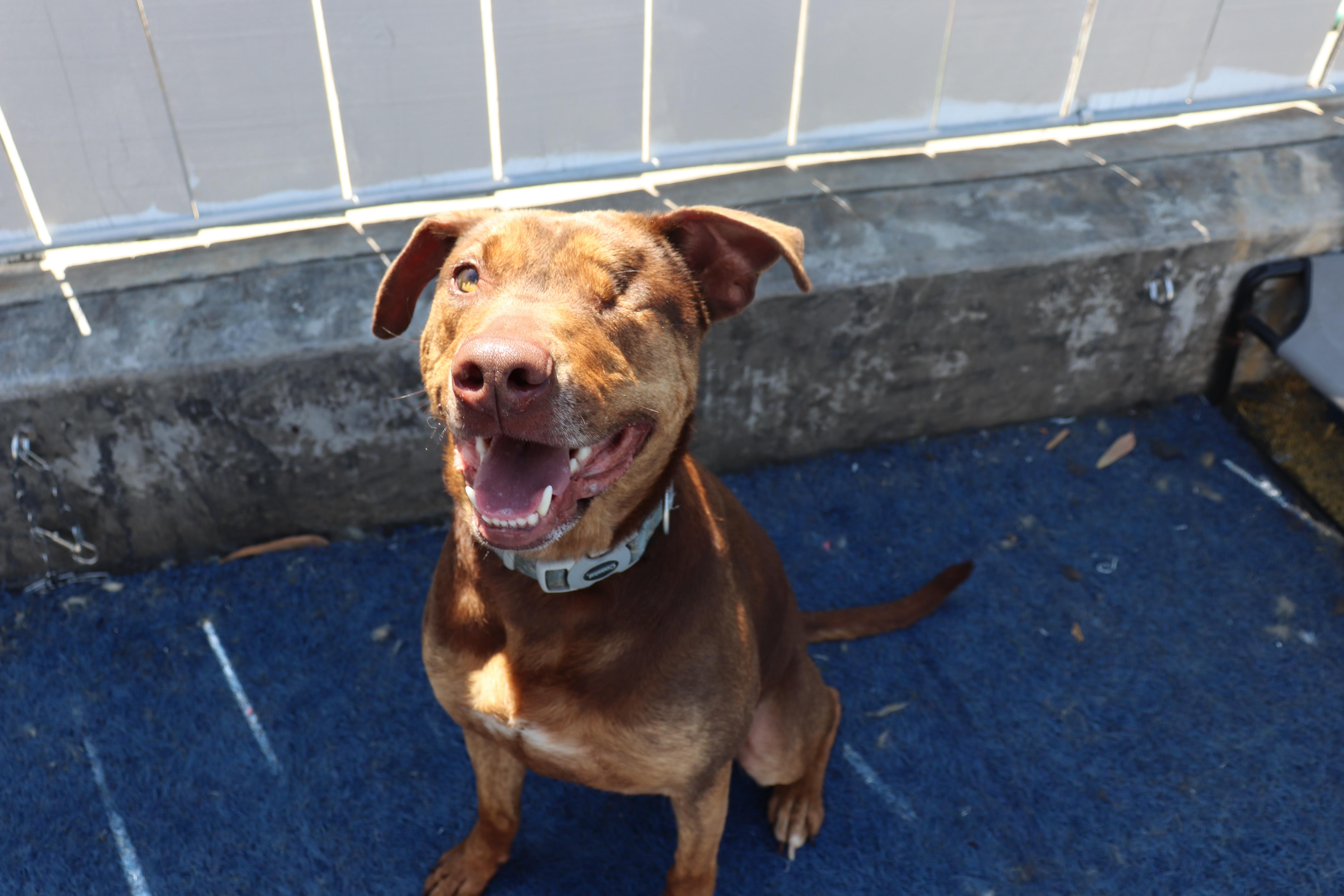 Enlarge Reece [Courtesy Post], a Adoptable Pit Bull Terrier in San Diego, CA image 5/5