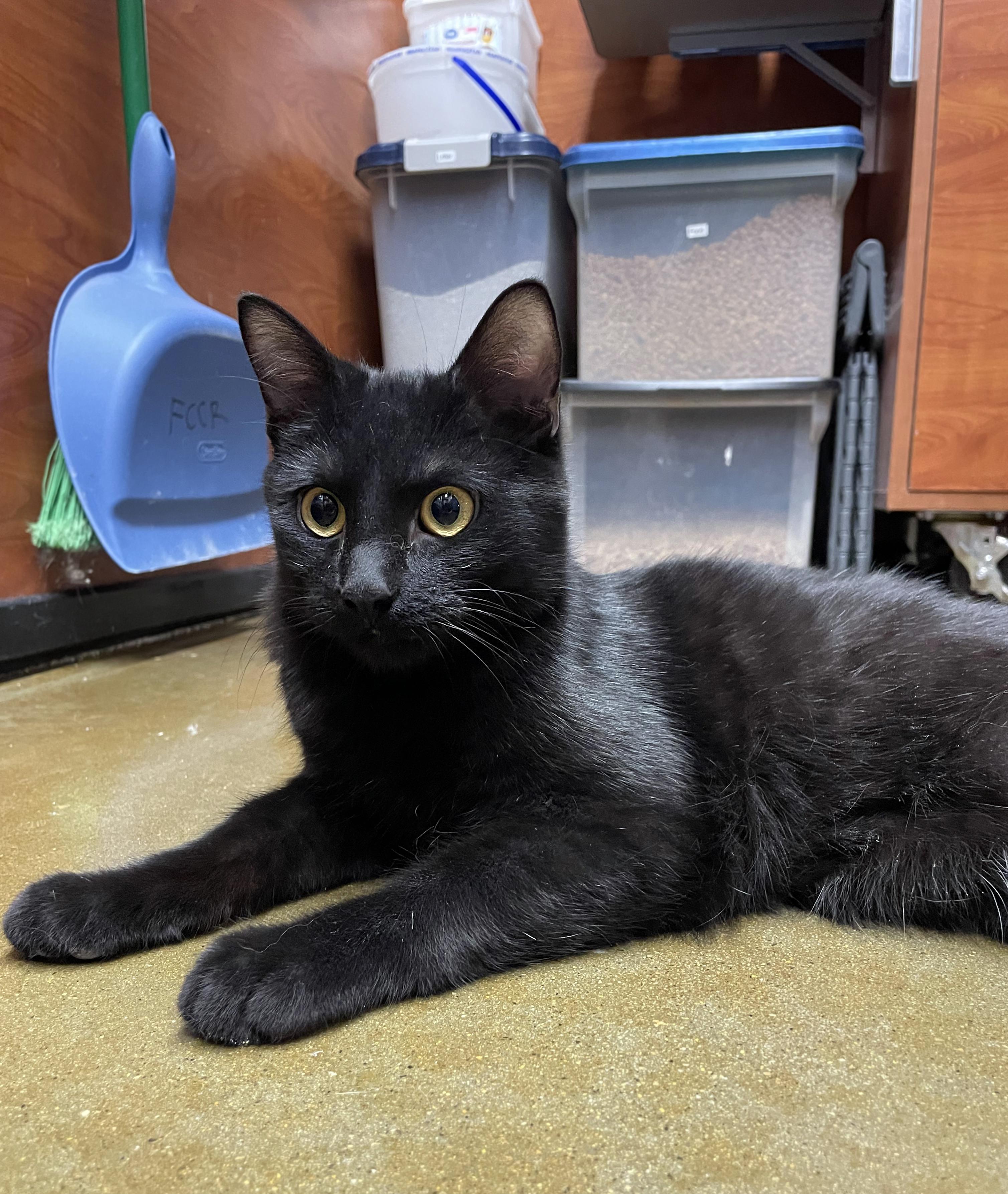 Enlarge Jerry (Bonded w/Ben), a ADOPTABLE Domestic Short Hair in Centerville, UT image 4/4