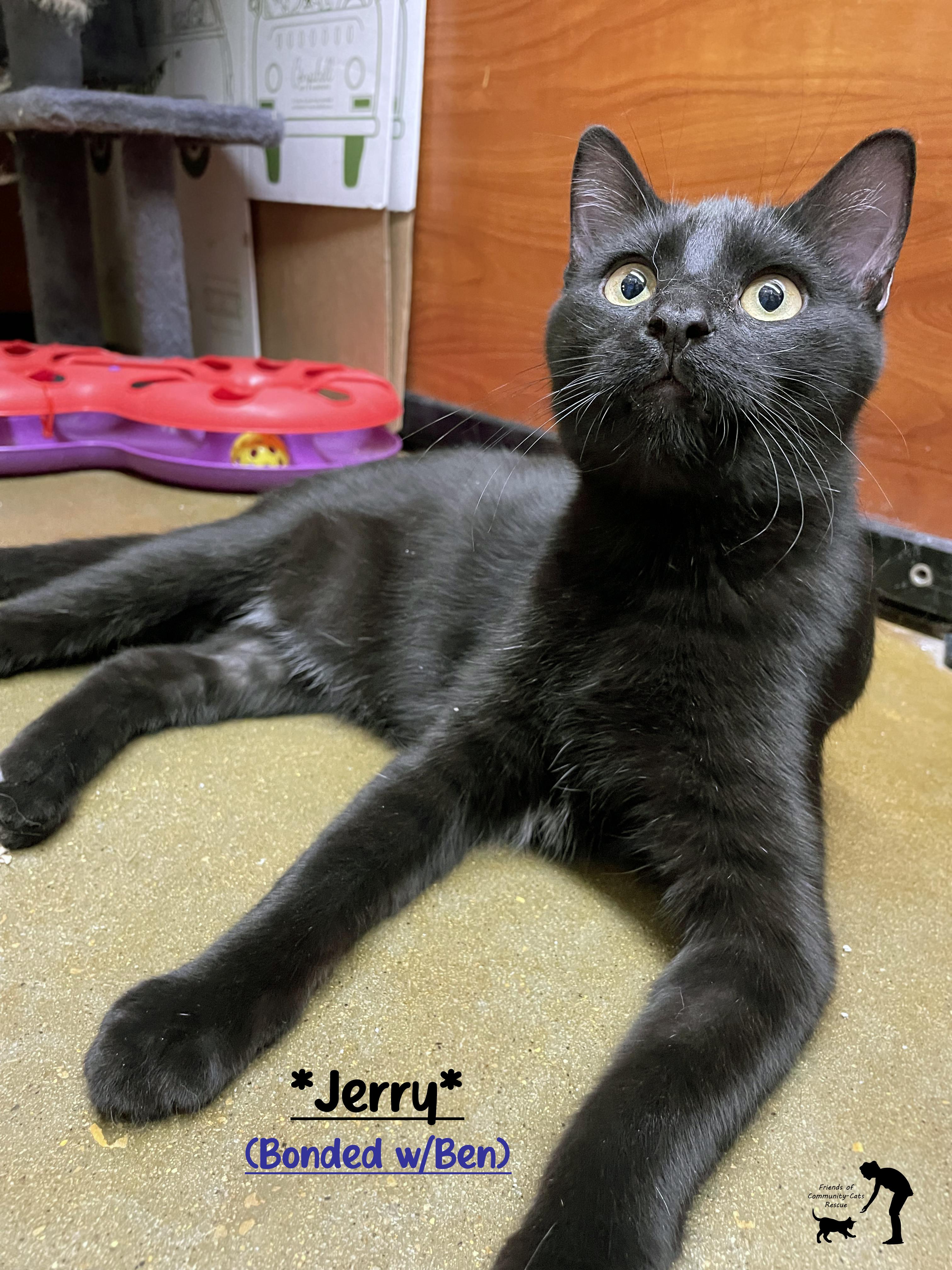 Jerry (Bonded w/Ben), ADOPTABLE, Young Male Domestic Short Hair.