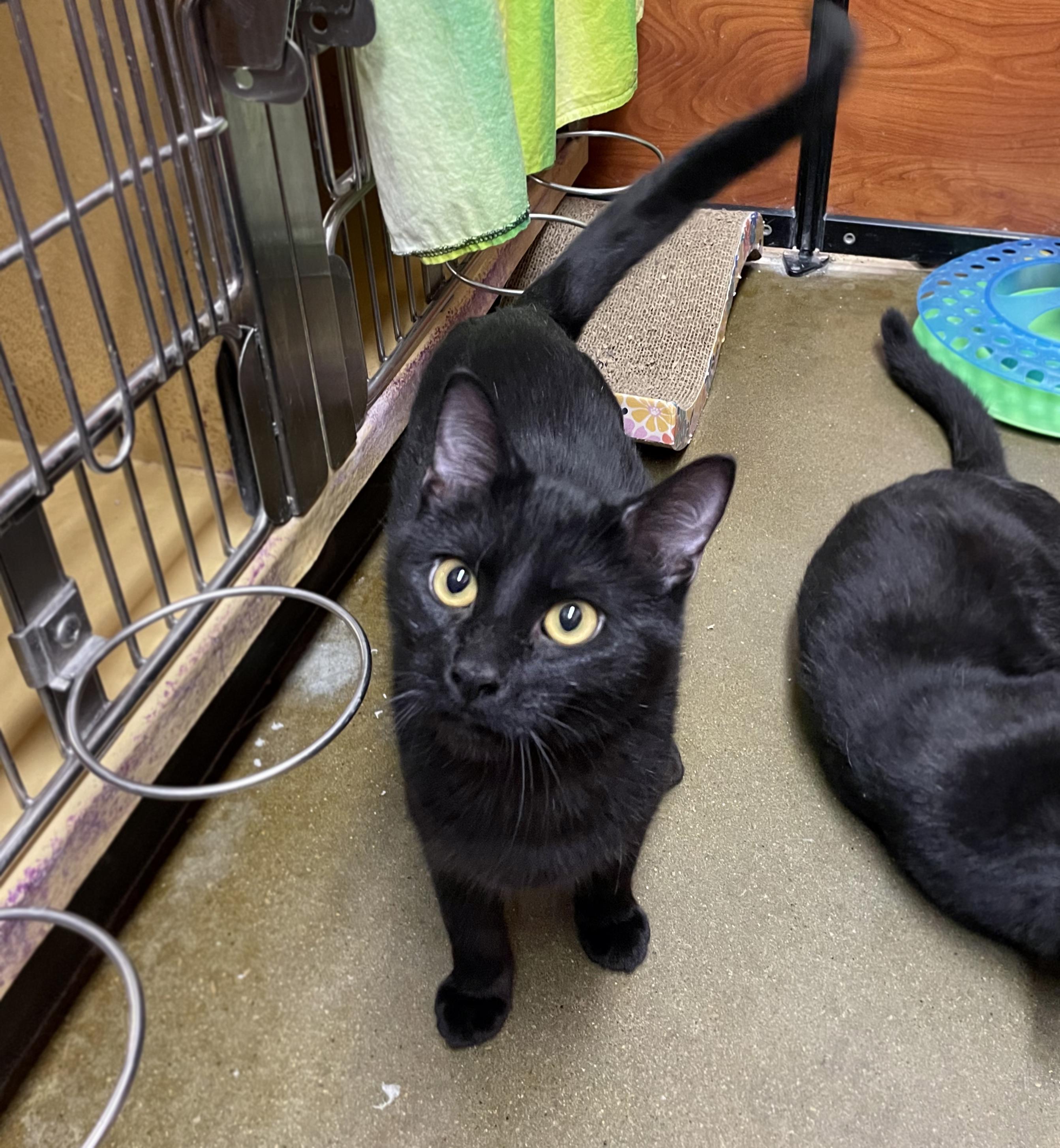 Enlarge Jerry (Bonded w/Ben), a ADOPTABLE Domestic Short Hair in Centerville, UT image 3/4