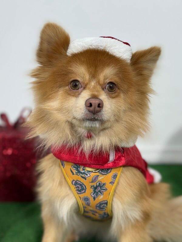 Rocket, Adoptable, Young Male Pomeranian & Chihuahua.