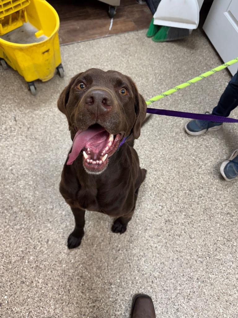 Enlarge Newt(Nutella), a Adoptable Labrador Retriever in Great Bend, KS image 1/1