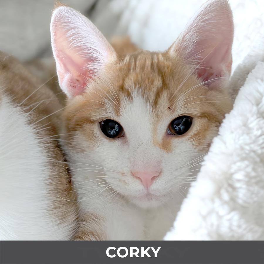 Corky, a ADOPTABLE Domestic Short Hair in Etobicoke, ON image 3/4