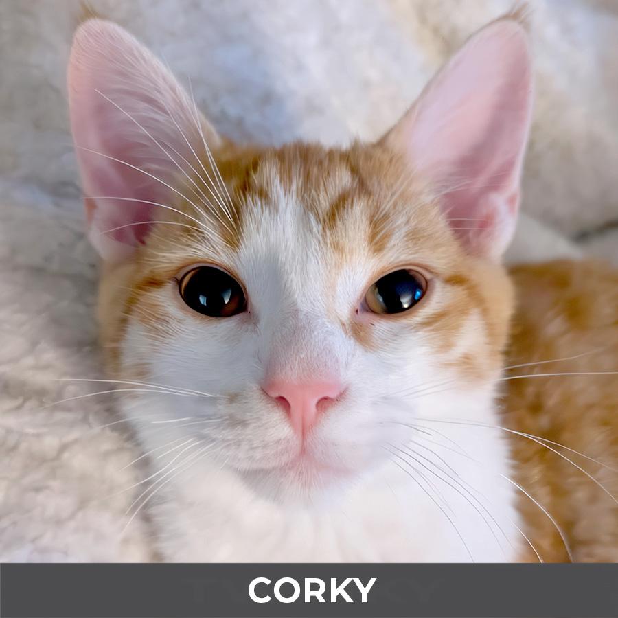 Corky, a ADOPTABLE Domestic Short Hair in Etobicoke, ON image 4/4