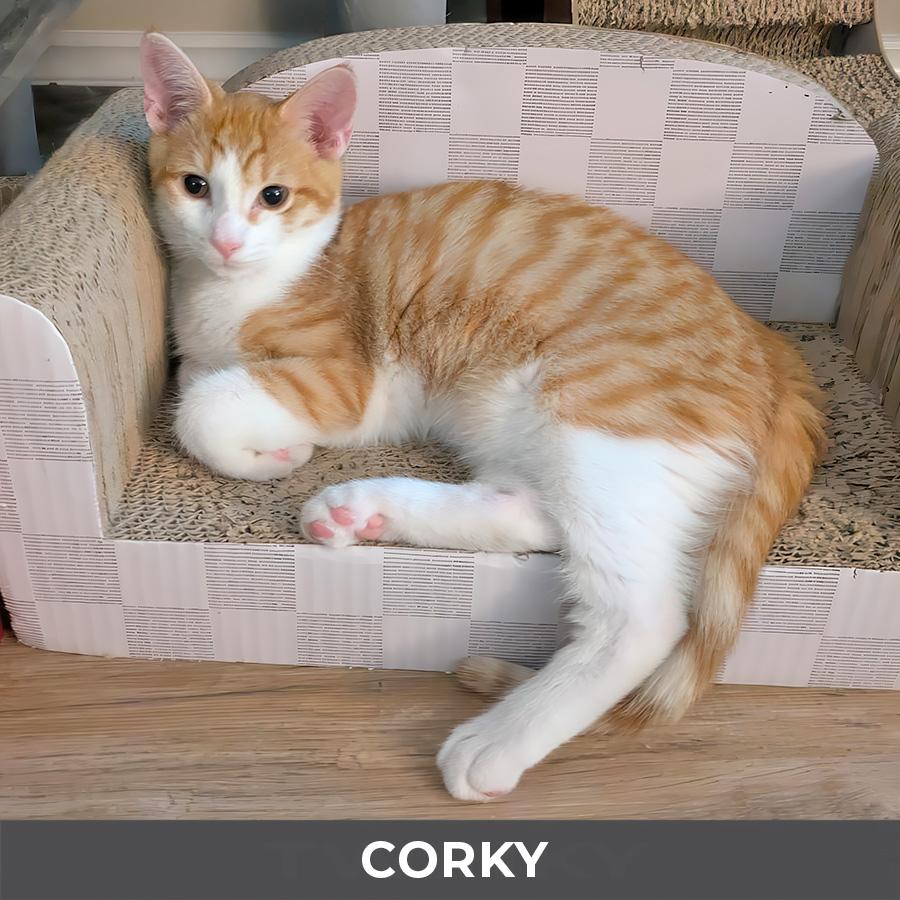 Corky, a ADOPTABLE Domestic Short Hair in Etobicoke, ON image 2/4