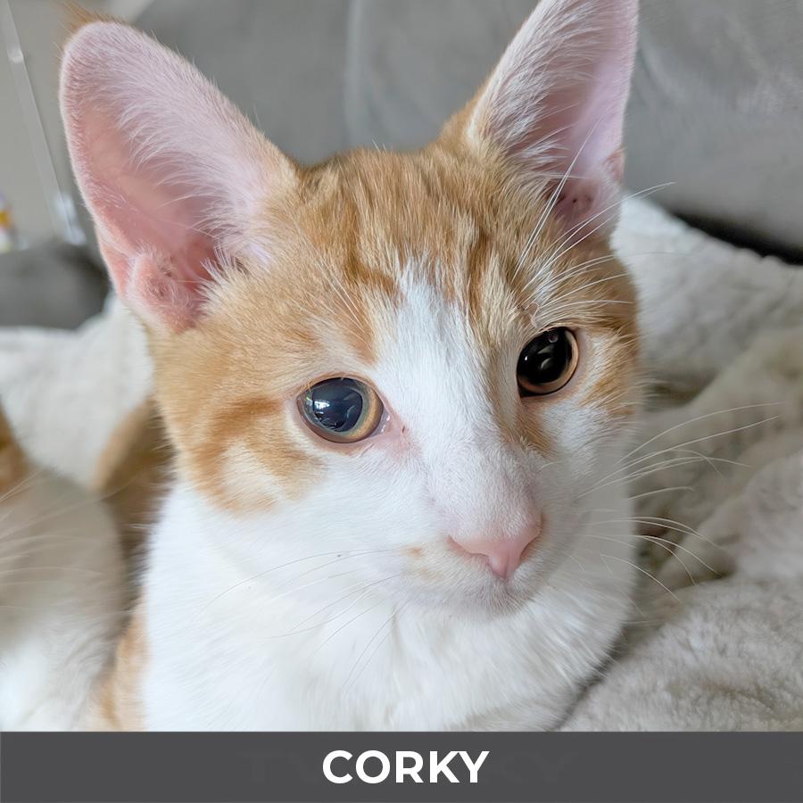 Corky, ADOPTABLE, Kitten Male Domestic Short Hair.