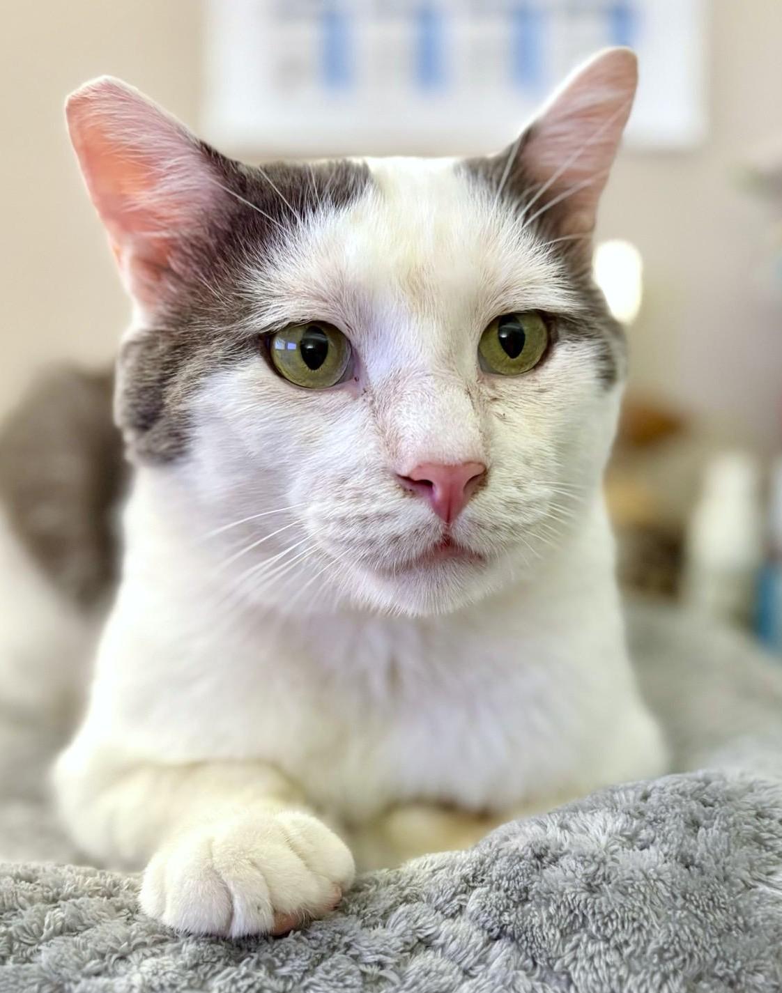 Finn, Adoptable, Adult Male American Shorthair & Scottish Fold.