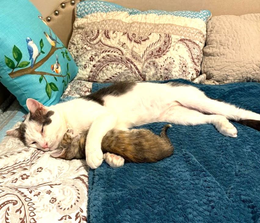 Finn, a Adoptable Domestic Short Hair in Bradenton, FL image 5/6