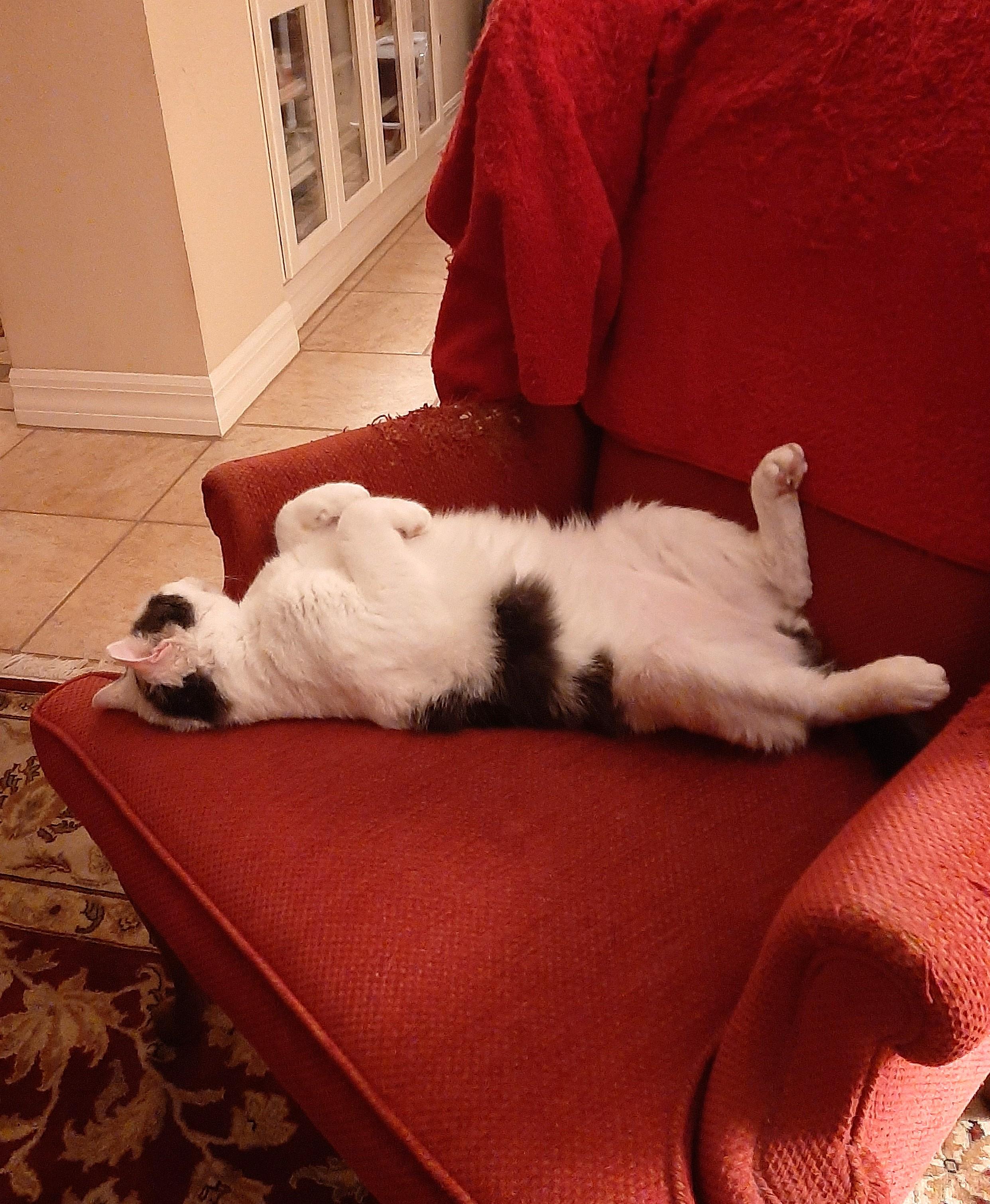 Finn, a Adoptable mixed breed in Bradenton, FL image 3/6