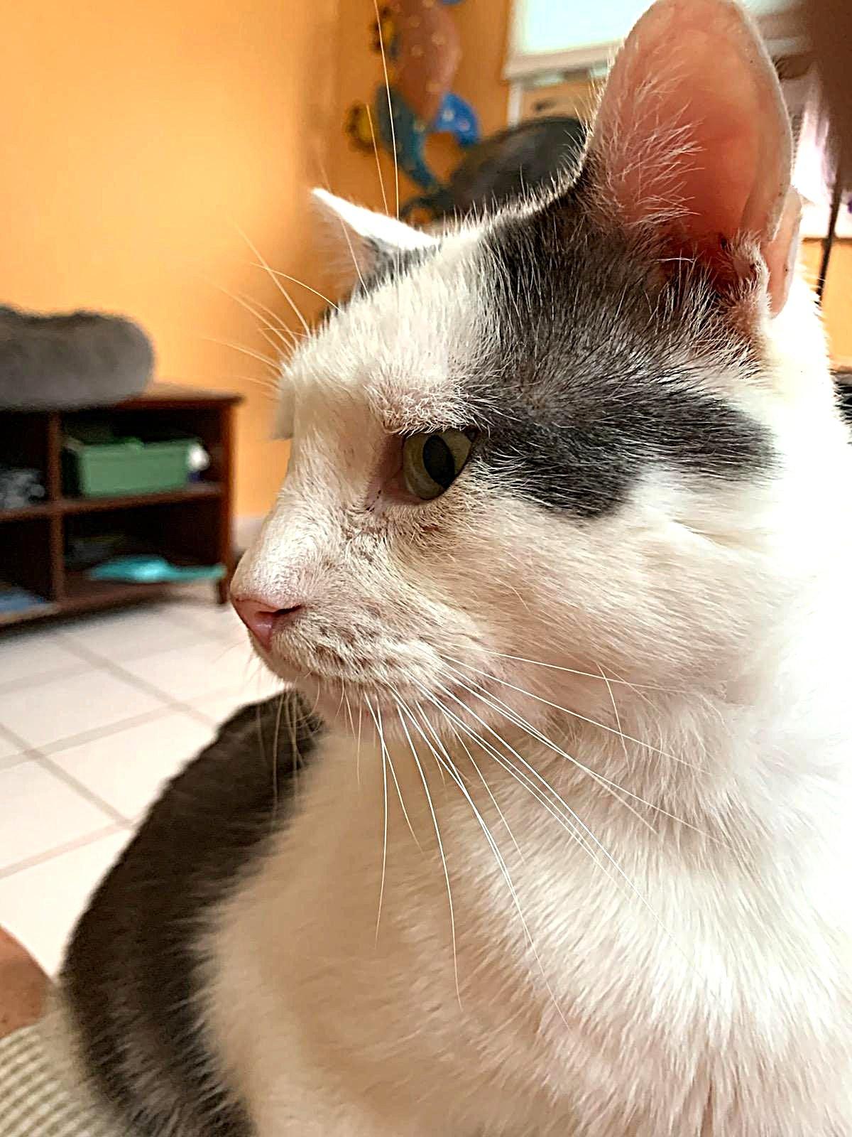 Finn, a Adoptable Domestic Short Hair in Bradenton, FL image 2/6