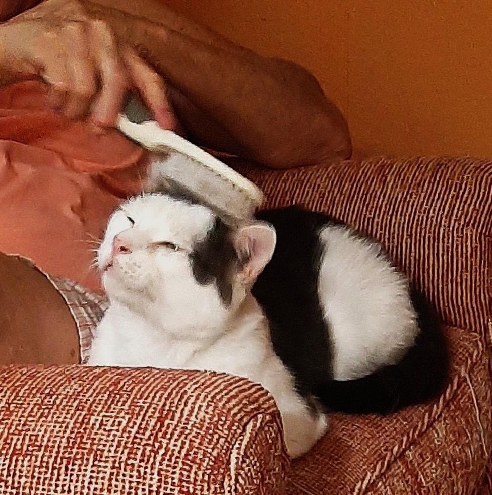 Finn, a Adoptable Domestic Short Hair in Bradenton, FL image 3/6