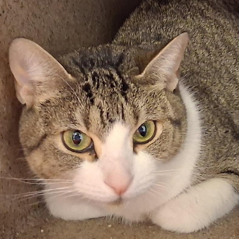 Enlarge Olive Oil [Spicy Kitty] , an adopted Domestic Medium Hair in Yucca Valley, CA image 1/1