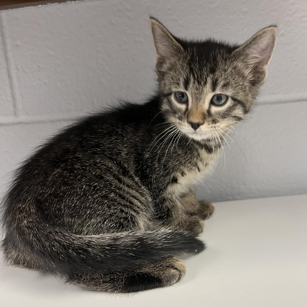 Spud, Adoptable, Kitten Male Domestic Short Hair.
