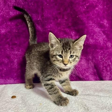 Spud, a Adoptable mixed breed in Amarillo, TX image 2/2