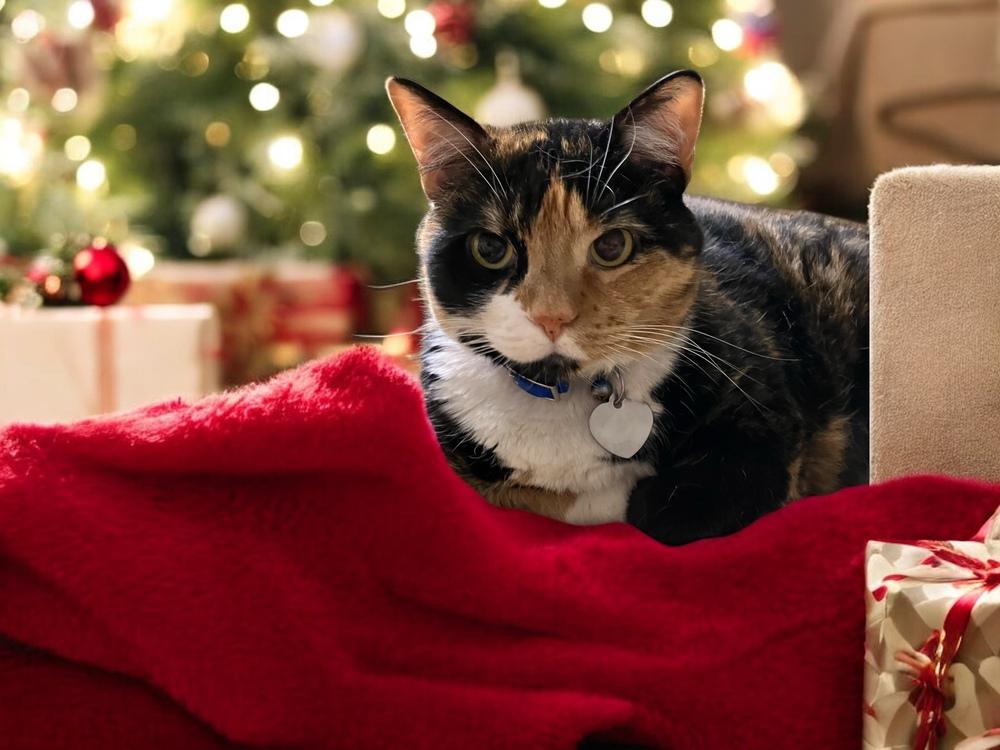 Patches, Adoptable, Adult Female Calico & Domestic Short Hair.