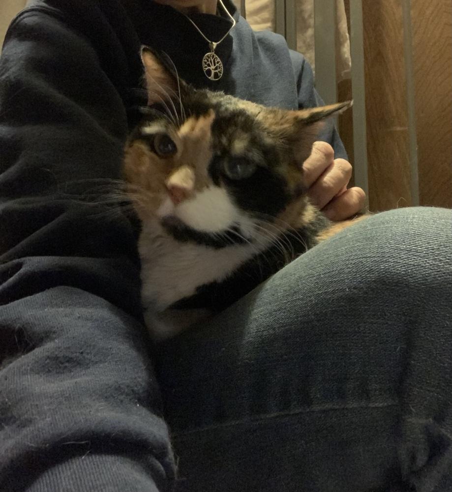 Patches, a Adoptable mixed breed in Dallas, TX image 2/6