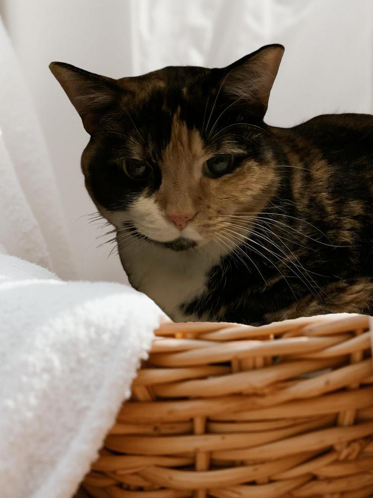 Patches — thumbnail 3