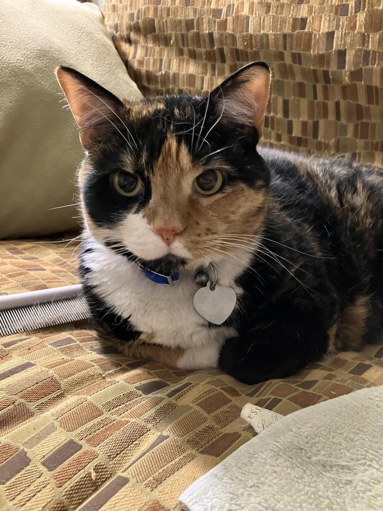 Patches, a Adoptable mixed breed in Dallas, TX image 4/6