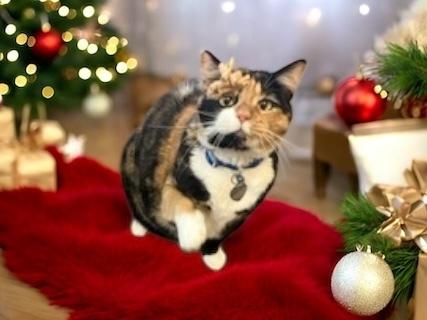 Patches — thumbnail 5