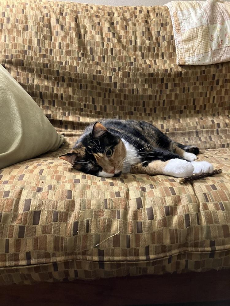 Patches — thumbnail 6