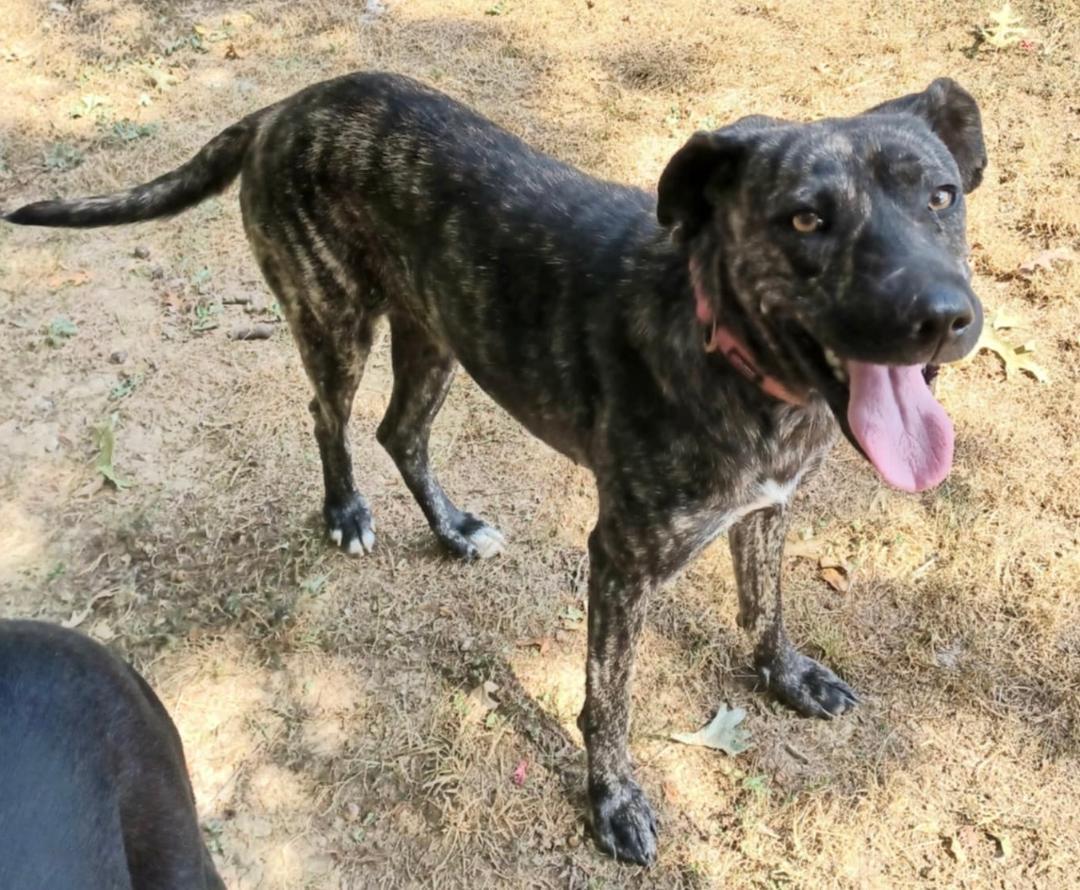 Paula, Adoptable, Young Female Labrador Retriever.