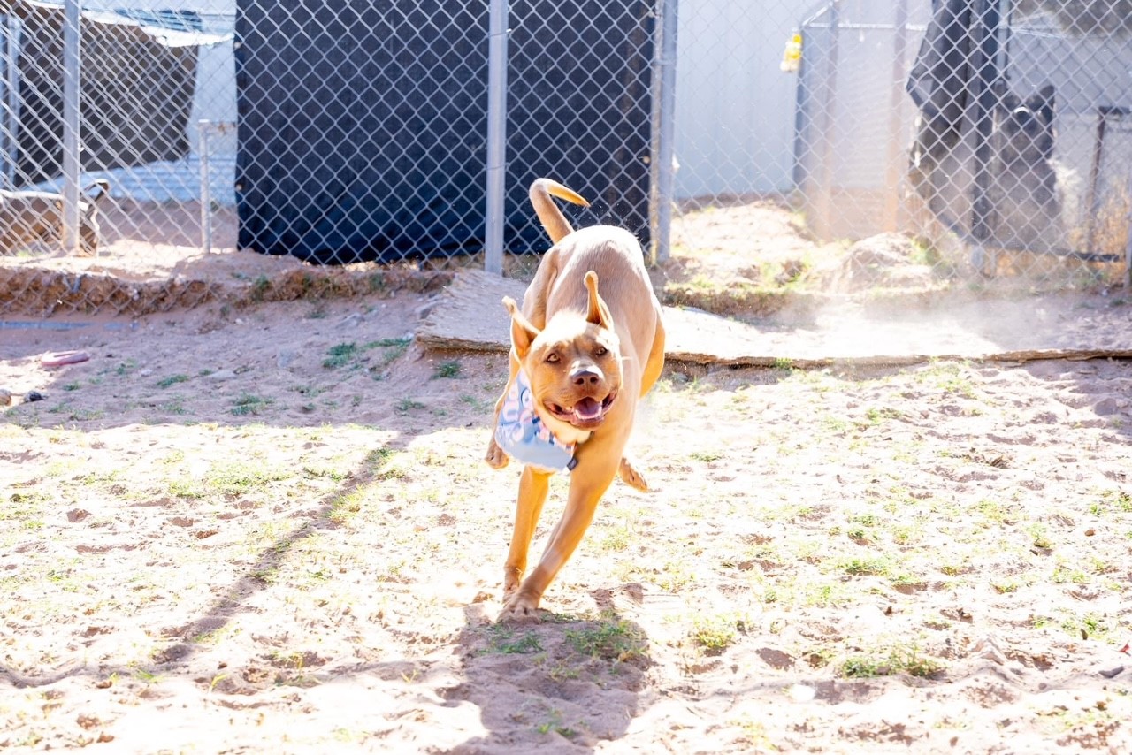 Enlarge Kate, a Adoptable Pit Bull Terrier in El Paso, TX image 1/2