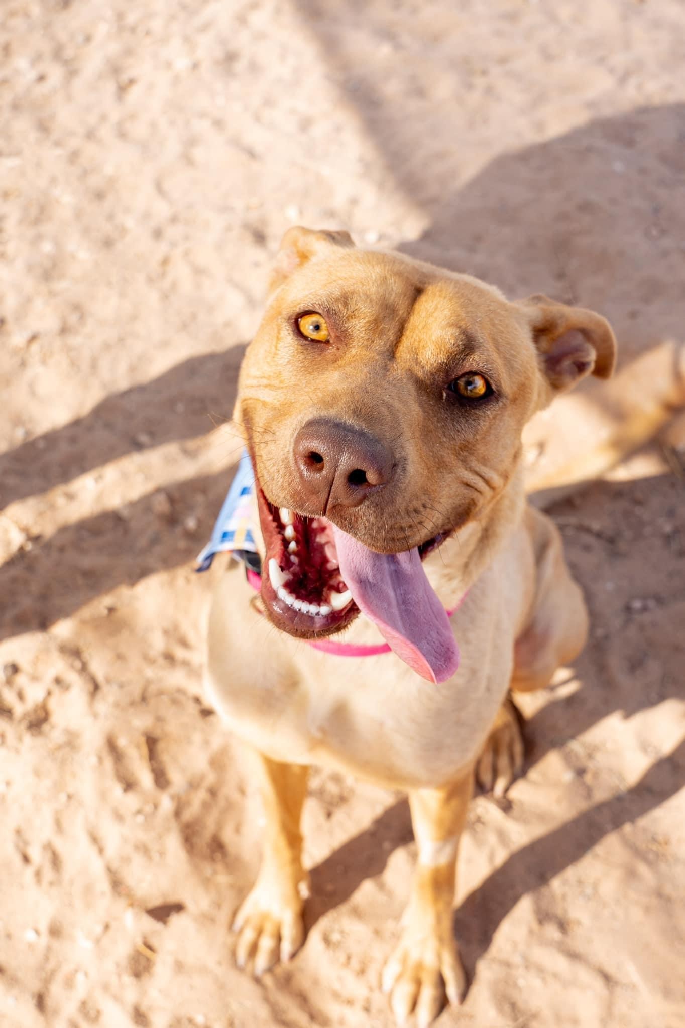 Enlarge Kate, a Adoptable Pit Bull Terrier in El Paso, TX image 2/2