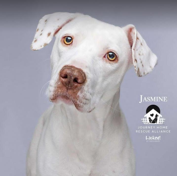 Jasmine, a Adopted mixed breed in Wando, SC image 1/4