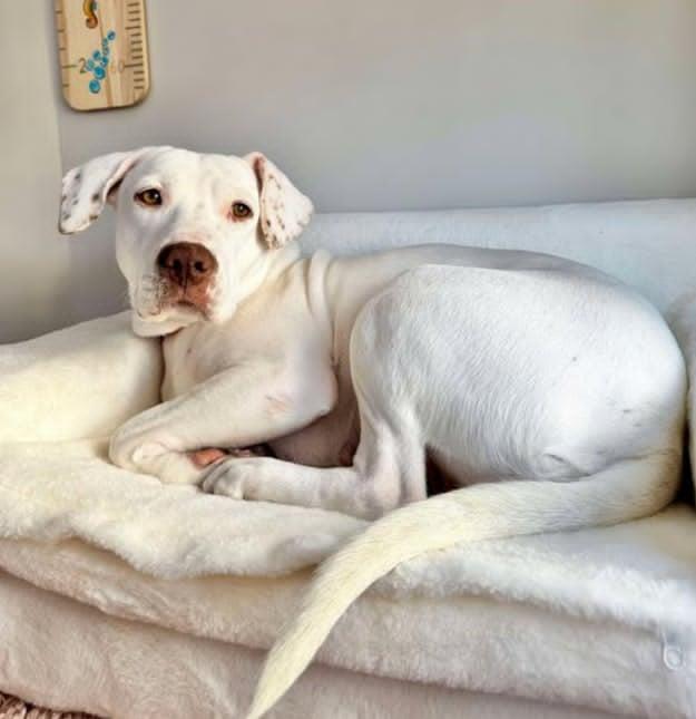 Jasmine, a Adopted mixed breed in Wando, SC image 2/4